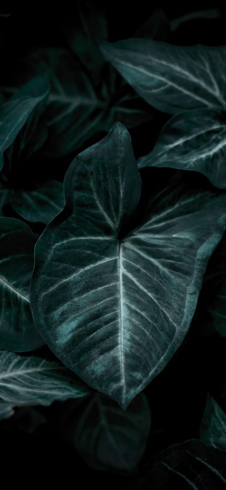 手机端播放界面截图，画面居中，底部是进度条与清晰度切换按钮，右下角有全屏与缓存两个图标